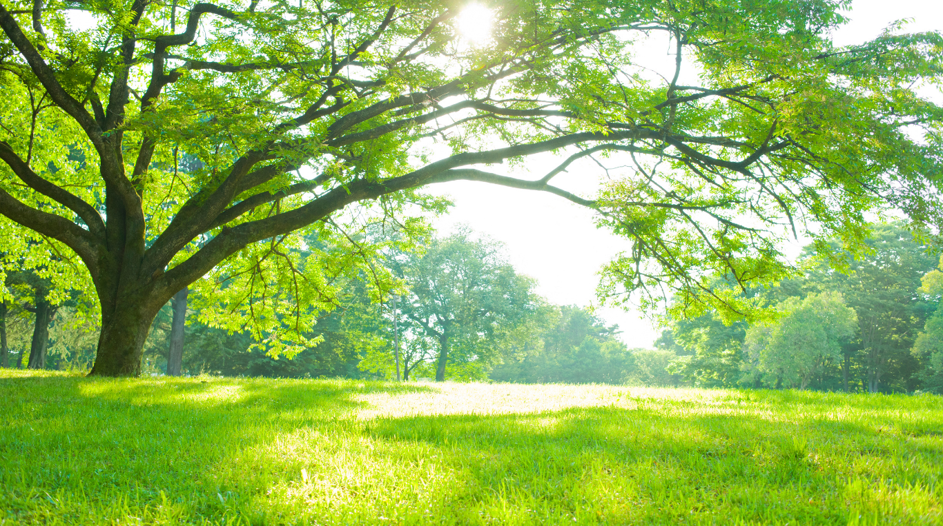 Simulation des droits Synefeia