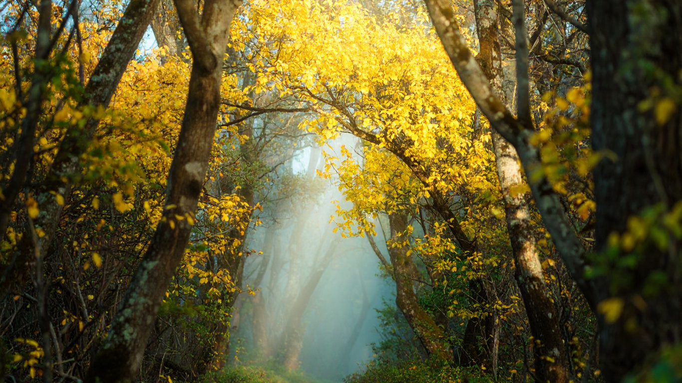 Montagne — image